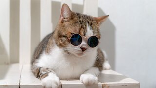 TesztClaya